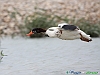 Uccelli anseriformi 08 - Volpoca.jpg